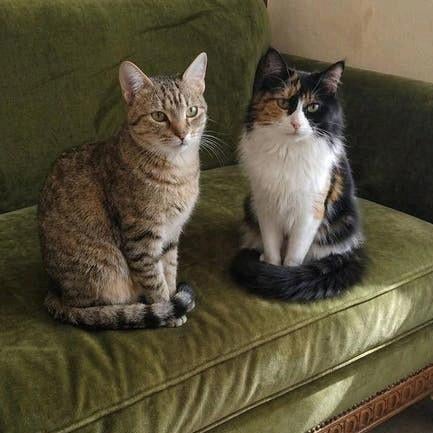 2 lieve poezen 7mnd gester/ingeënt/gechipt lief duo, Meerdere dieren, Langharig, 0 tot 2 jaar