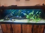 Aquarium 200*60*60cm, Ophalen, Zo goed als nieuw, Leeg aquarium