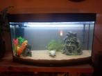 Aquarium, Dieren en Toebehoren, Ophalen of Verzenden, Gevuld zoetwateraquarium