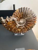 Ammoniet fossiel, Verzamelen, Mineralen en Fossielen, Ophalen of Verzenden, Fossiel