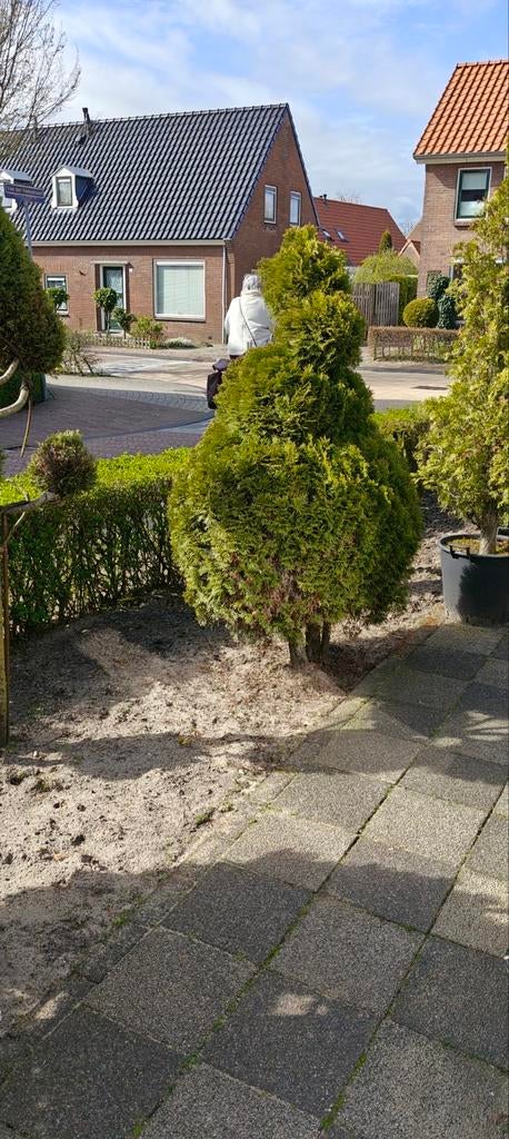 Partij vorm boompjes / Topiary - Zelf uithalen, Tuin en Terras, Planten | Bomen, Ophalen