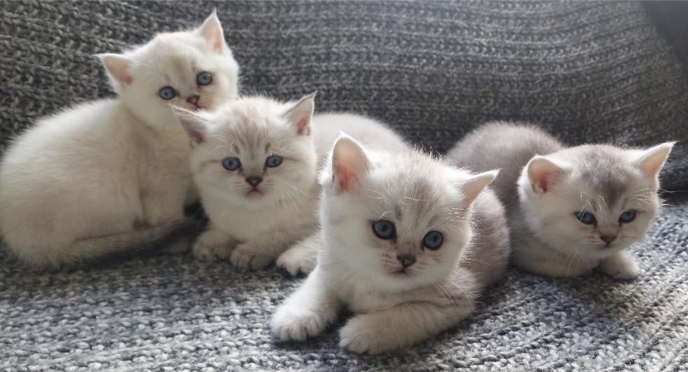 Britse korthaar kittens, Dieren en Toebehoren, Katten en Kittens | Overige Katten, Meerdere dieren