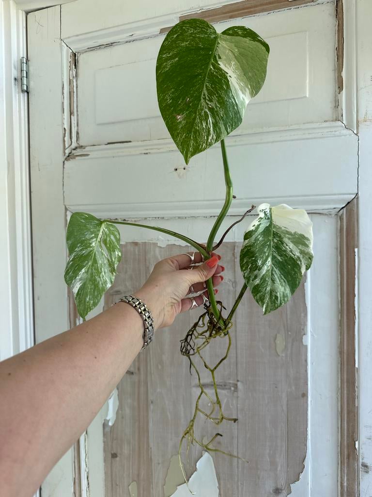 Monstera Albo Variegata Kopstek - Goed Geworteld, Huis en Inrichting, Kamerplanten, Ophalen of Verzenden, Halfschaduw, Minder dan 100 cm