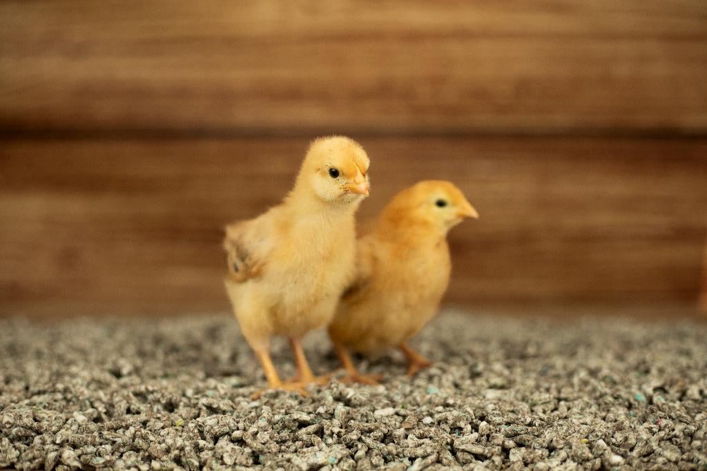 New Hampshire groot kippen kuikens | Gesekst en Ingeënt, Vrouwelijk, Kip