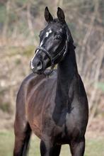 3 jr merrie van kjento x dimaggio, Dieren en Toebehoren, Paarden, Merrie, Dressuurpaard, 3 tot 6 jaar, Onbeleerd