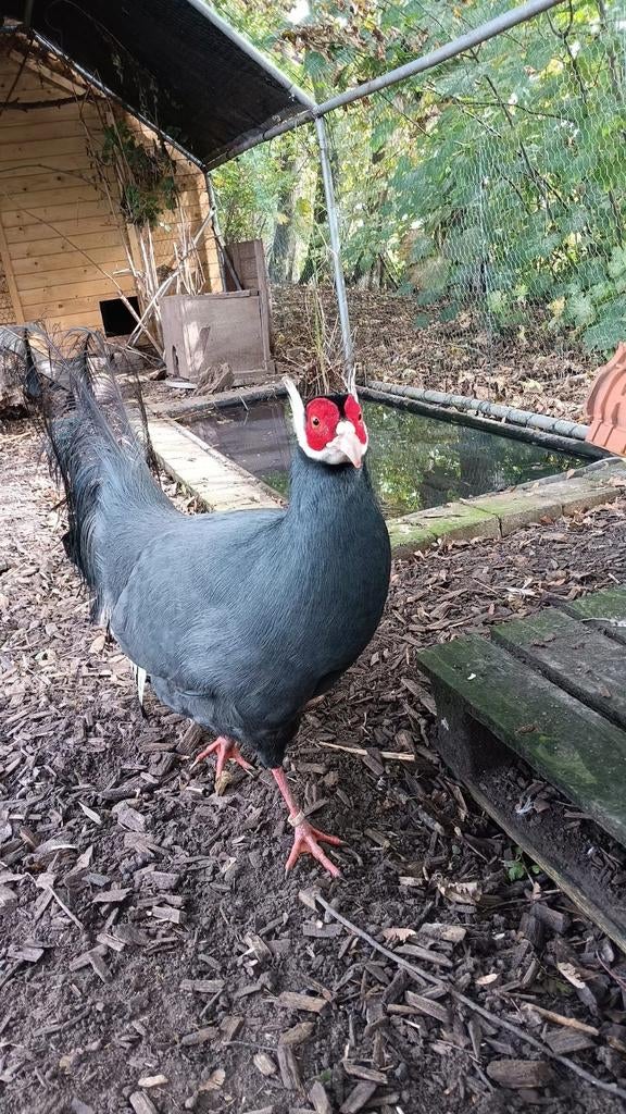 Opzoek naar een leuke dame, Vrouwelijk, Kip