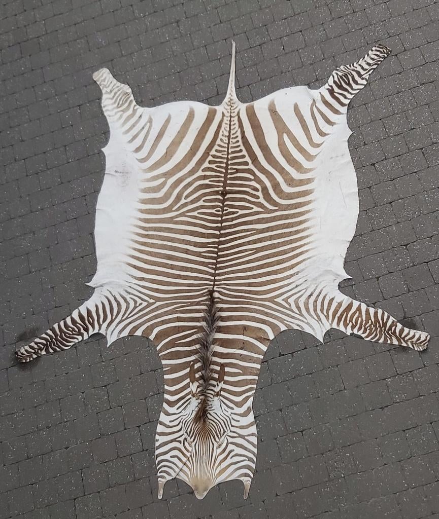 zebravel, Echte dierenhuid, 200 cm of meer, Ophalen of Verzenden, Zo goed als nieuw