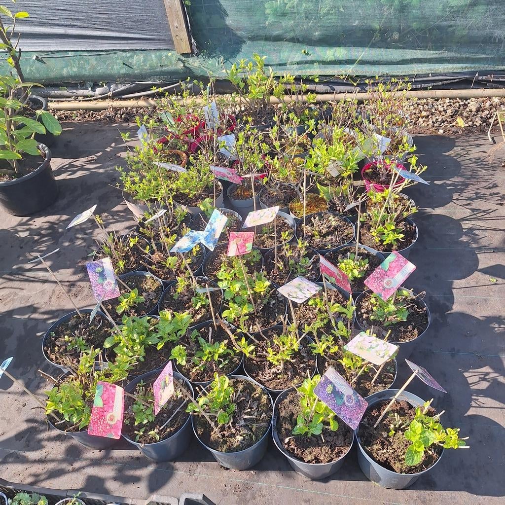 hortensia gemengd uitzoeken, Vaste plant, Halfschaduw, Zomer, Ophalen