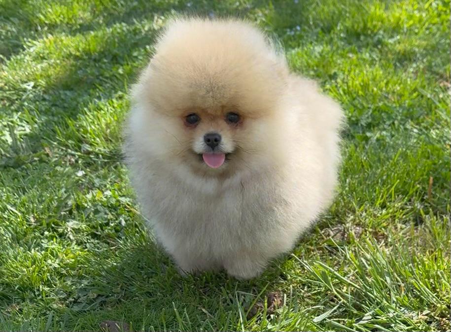 Pomeriaan bear face, Dieren en Toebehoren, Honden | Poolhonden, Keeshonden en Oertypen, 8 tot 15 weken, Buitenland, Parvo, Eén hond