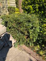Taxus Baccata - zelf uitsteken 130x100x60 cm, Vaste plant, Bloeit niet, Halfschaduw, Ophalen