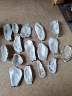 Oesterschelpen, Ophalen of Verzenden, Materiaal