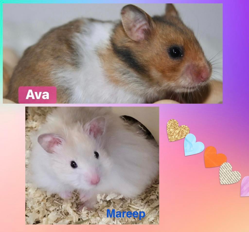 Jonge syrische hamsters/goudhamsters te koop., Dieren en Toebehoren, Knaagdieren, Hamster, Maart, Meerdere dieren, Tam