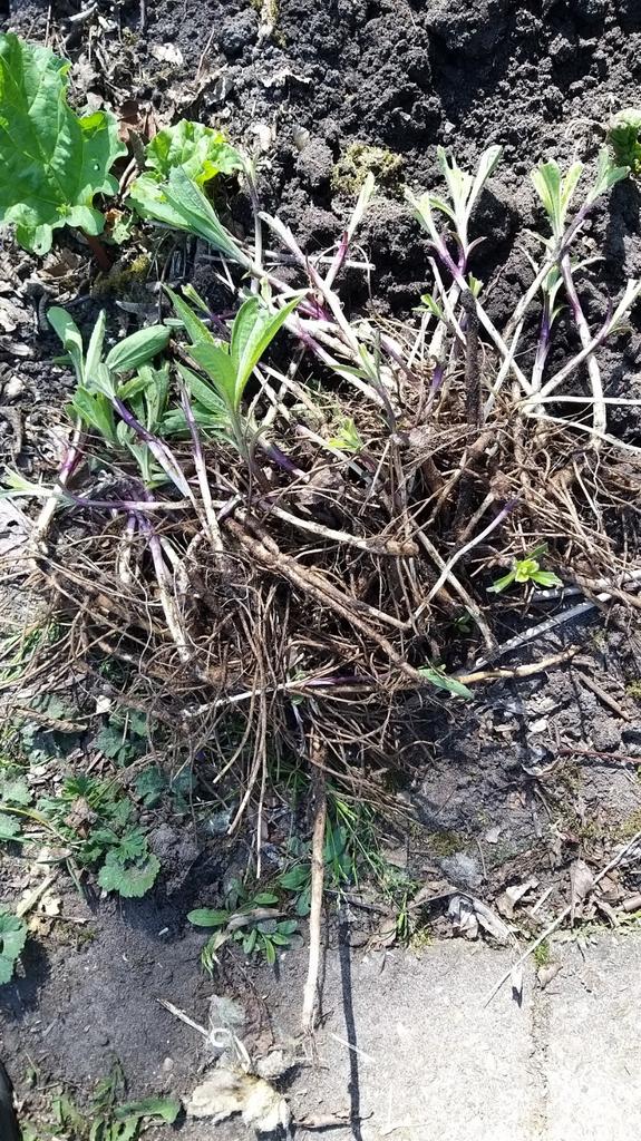 Helianthus wortelstekken - Zonnebloem stekjes, Ophalen