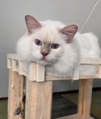 Ragdoll dekkater met stamboom fawn mink mitted(cinnamon), Dieren en Toebehoren, 0 tot 2 jaar