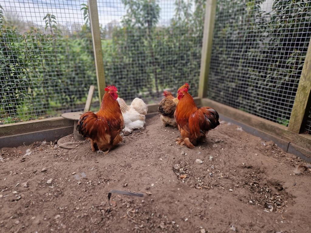 2 prachtige kriel hanen. ( cochin), Dieren en Toebehoren, Mannelijk, Kip