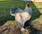 Grote Brahma haan, Dieren en Toebehoren, Pluimvee, Mannelijk, Kip
