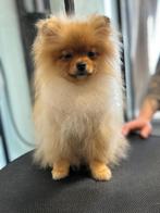 Pommeren, Dieren en Toebehoren, België, Particulier, Keeshond, 15 weken tot 1 jaar