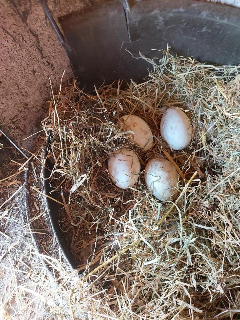 Ganzen eieren €1 per stuk, Dieren en Toebehoren, Pluimvee, Geslacht onbekend, Gans of Zwaan