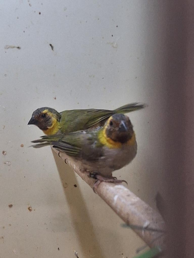 Koppels cubavink onverwant, Meerdere dieren