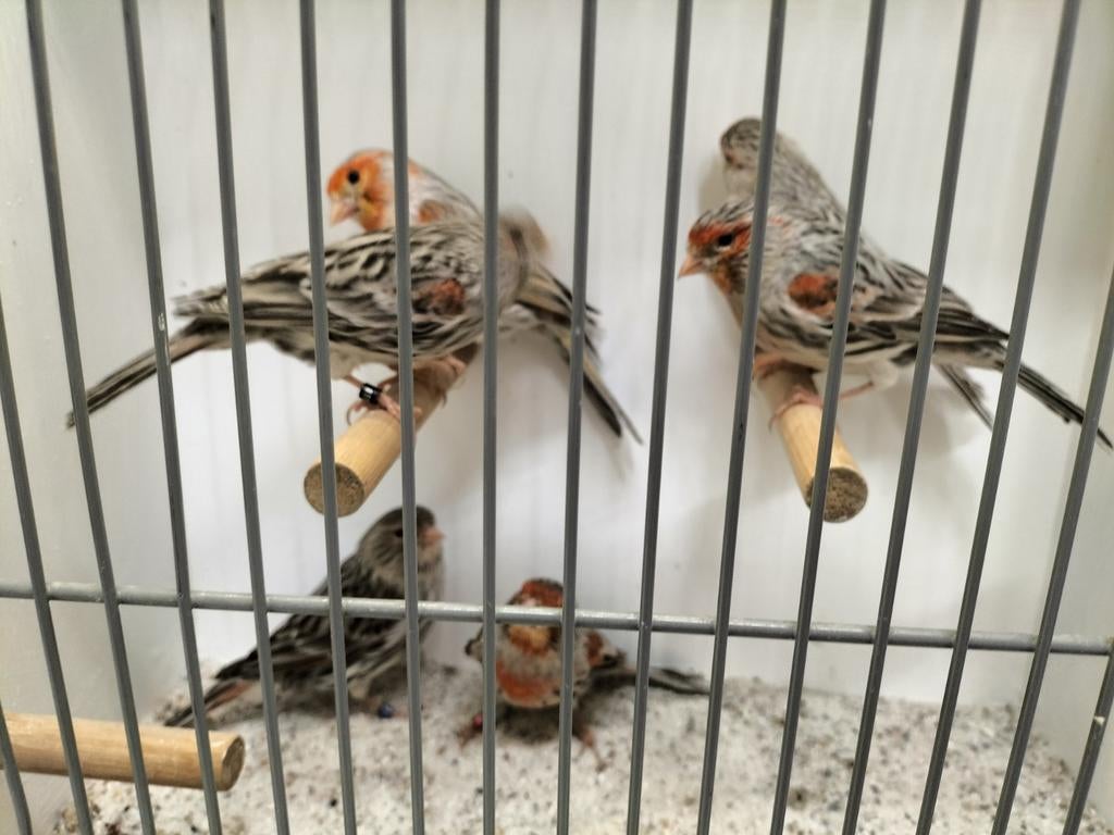 Koppel agaat kanaries, Dieren en Toebehoren, Vogels | Kanaries, Meerdere dieren, Kleurkanarie