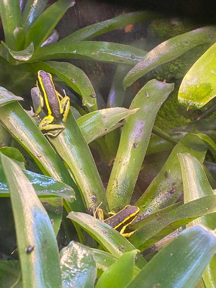 Div gifkikkers Frog - unknown for sale from Paul