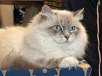 GEZOCHT:Siberische kat Neva Masquerade dekkater met stamboom