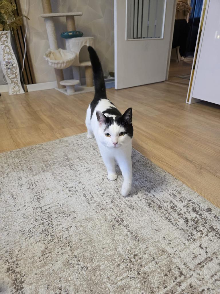 Hele liefe kat 1 jaar zoekt een nieuwe huis, Dieren en Toebehoren, Kater
