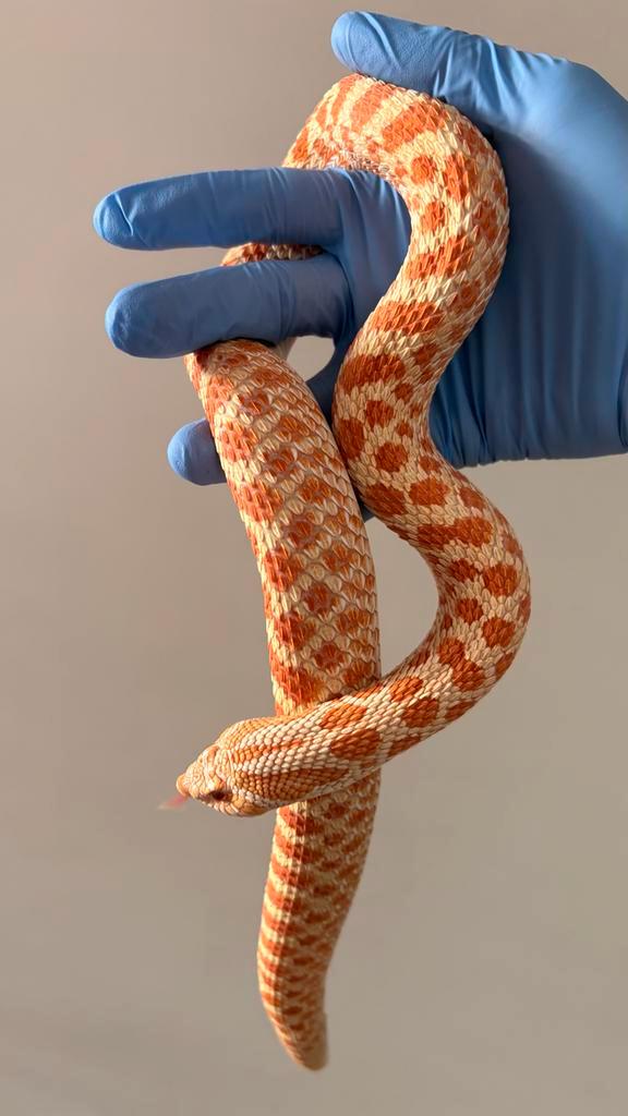 Heterodon Nasicus: 0.1 Albino het Sable Hognose Snake - female for sale from canyonscales