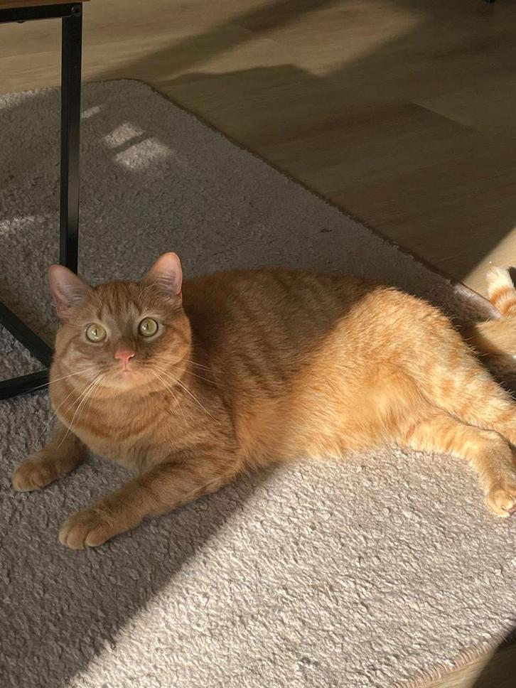 Rood kater, Dieren en Toebehoren, Katten en Kittens | Raskatten | Korthaar, Kater, 0 tot 2 jaar, Gechipt, Ontwormd