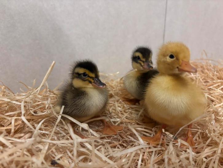 Jonge eendjes, Dieren en Toebehoren, Pluimvee, Eend, Geslacht onbekend