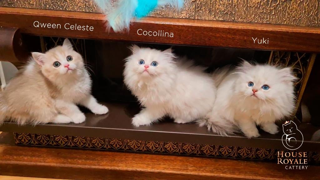 Exclusieve Britse kittens–zeldzaame kleuren, top stambomen, Dieren en Toebehoren, Poes, Met stamboom