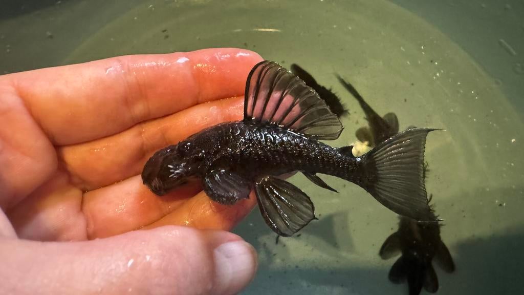 Ancistrus macropthalmus, Dieren en Toebehoren, Vissen | Aquariumvissen, Vis