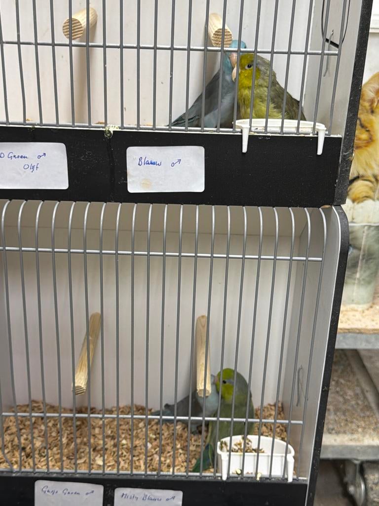 Forpus coelestis, Dieren en Toebehoren, Vogels | Parkieten en Papegaaien, Mannelijk, Parkiet, Geringd