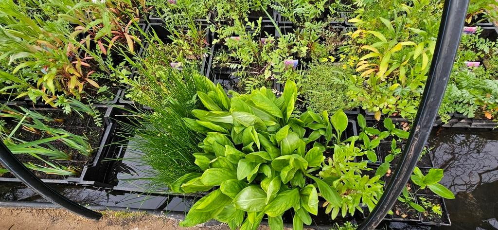 Vijverplanten, moeras planten, rand beplanting, plant advies, Tuin en Terras, Vijvers, Ophalen, Nieuw