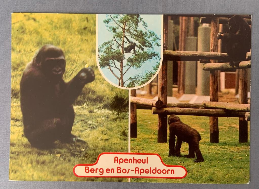 Apenheul Apeldoorn - Gorilla's, Ophalen of Verzenden, 1960 tot 1980, Ongelopen, Natuur