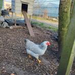 Plymouth Rock kriel kippen, Dieren en Toebehoren, Vrouwelijk, Kip