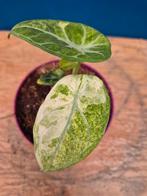 Alocasia Ninja Variegata p10, Ophalen of Verzenden, Halfschaduw, Minder dan 100 cm