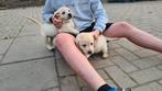 Blonde labrador pups met stamboom, Nederland, Reu, 8 tot 15 weken, Labrador retriever