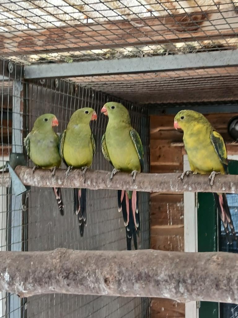 Te koop 2 mooie koppels bergparkieten, Dieren en Toebehoren, Vogels | Parkieten en Papegaaien, Meerdere dieren, Parkiet, Geringd