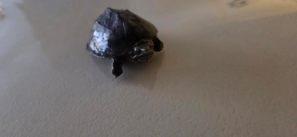 Twee leuke schildpadjes met hen terrarium, Dieren en Toebehoren