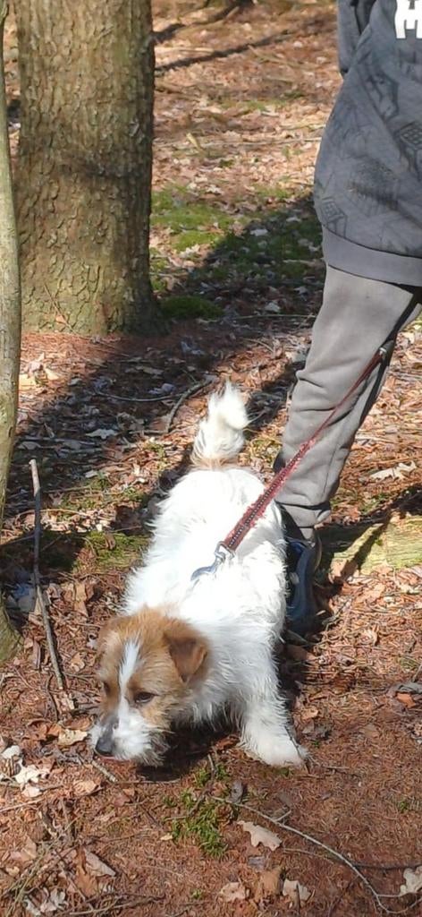 2 Ruwharige jack russels, Dieren en Toebehoren, Honden | Jack Russells en Terriërs, Jack Russell Terriër, Reu, 1 tot 2 jaar, Eén hond