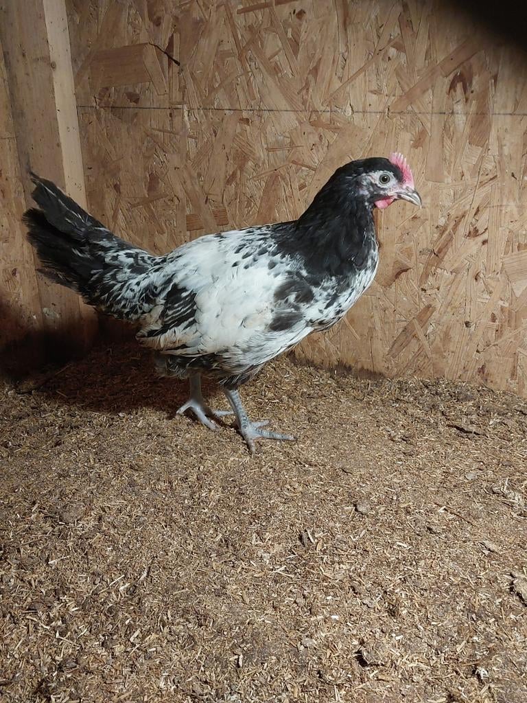 Lakenvelder groot haan, Dieren en Toebehoren, Pluimvee, Mannelijk, Kip