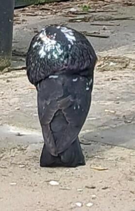 4 x ZEER GOEDVLIEGEDE GADIDANO 'S, Dieren en Toebehoren, Vogels | Duiven, Mannelijk, Kropper