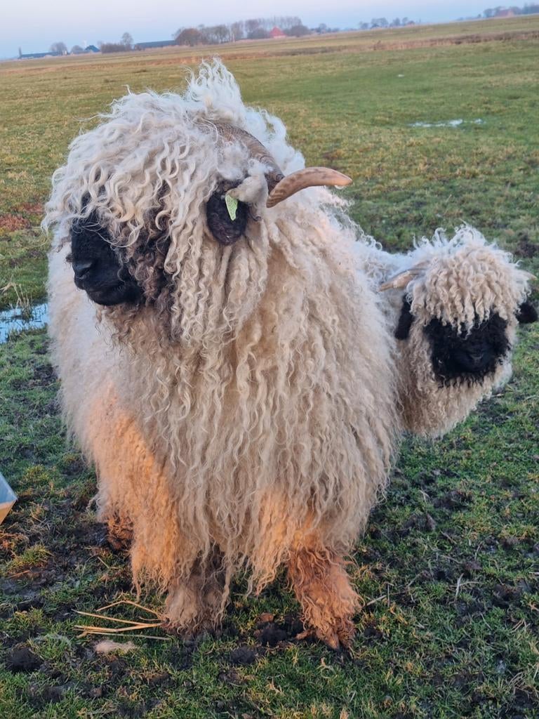Stamboek Walliser Schwarznase ooi met ram, Meerdere dieren, Schaap
