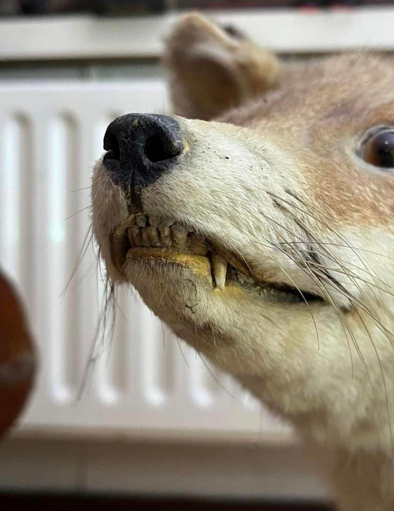 Opgezette vos, Verzamelen, Ophalen, Gebruikt