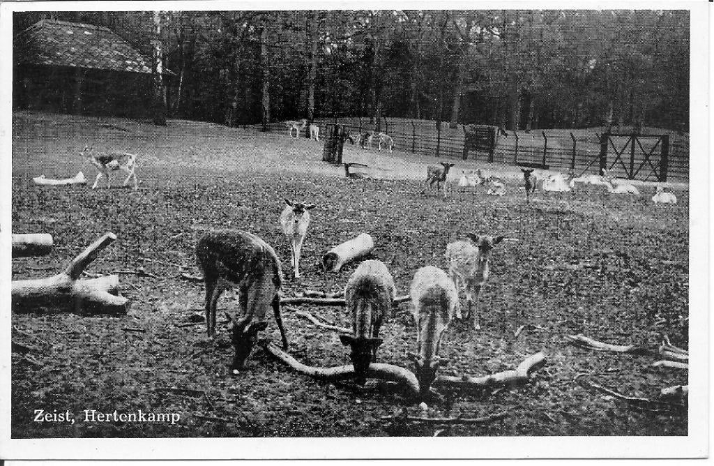 Zeist Hertenkamp., Ophalen of Verzenden, 1940 tot 1960, Gelopen, Utrecht