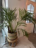 Grote palmplant zonder pot, Ophalen, 100 tot 150 cm, Palm, Halfschaduw