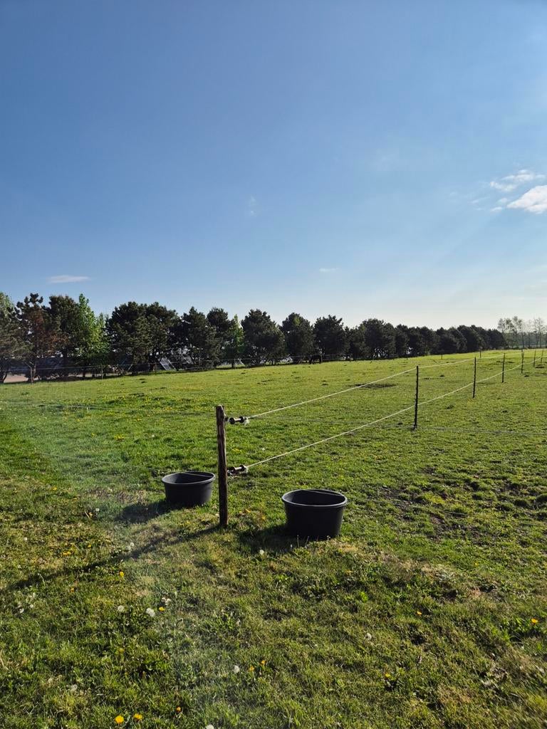 Opfok plek jonge pony of ijslander, Weidegang