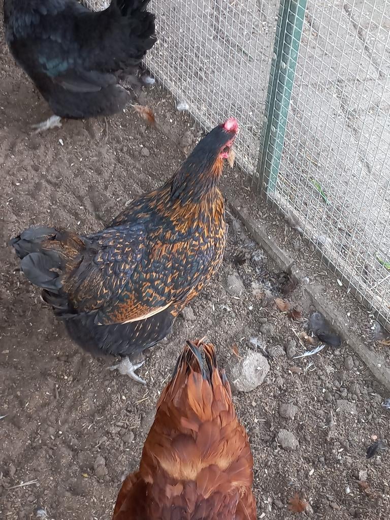 Legkippen, Dieren en Toebehoren, Pluimvee, Vrouwelijk, Kip