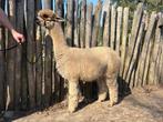 Drachtige merrie alpaca, Juni, Vrouwelijk